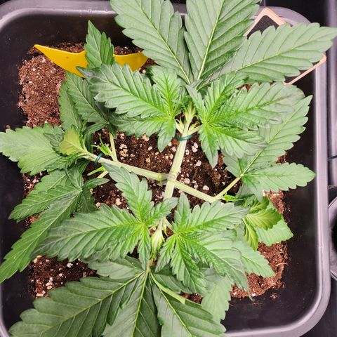 Royal Runtz AUTO growlog timeline photo