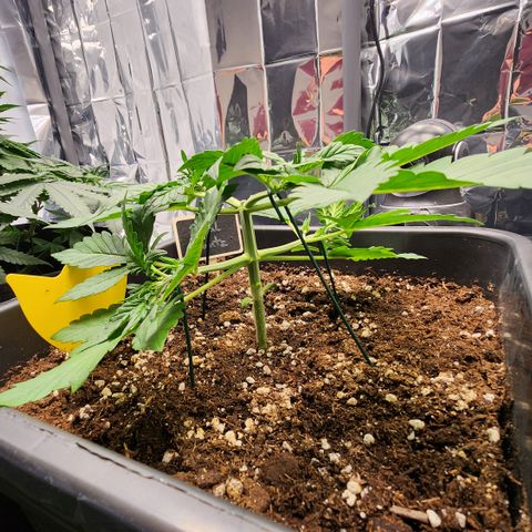 Royal Runtz AUTO growlog timeline photo