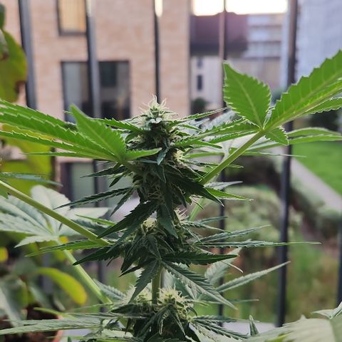 Mystery 1 growlog timeline photo