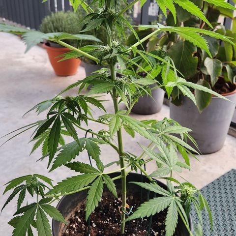 Mystery 1 growlog timeline photo