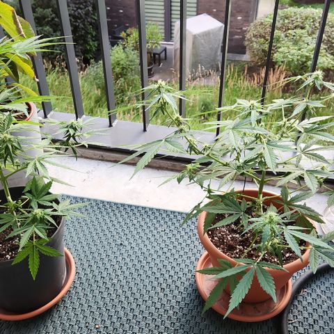Mystery 2 growlog timeline photo