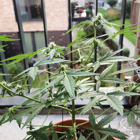 Mystery 2 growlog timeline photo
