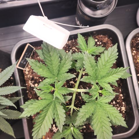 Royal Runtz AUTO growlog timeline photo