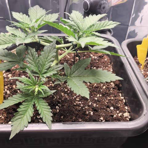 Royal Runtz AUTO growlog timeline photo