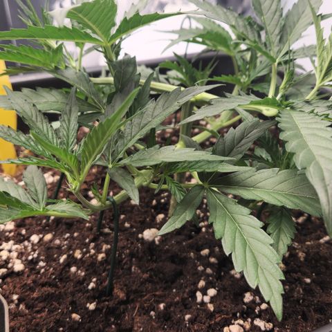 Cookie Gelato AUTO growlog timeline photo