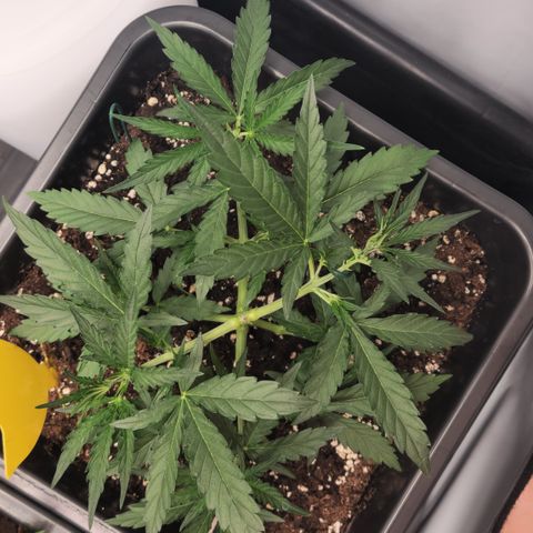 Cookie Gelato AUTO growlog timeline photo