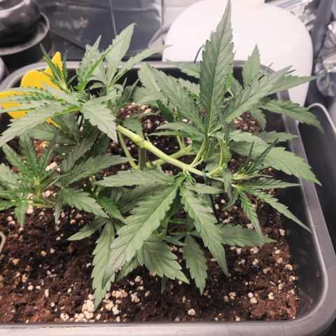 Cookie Gelato AUTO growlog timeline photo