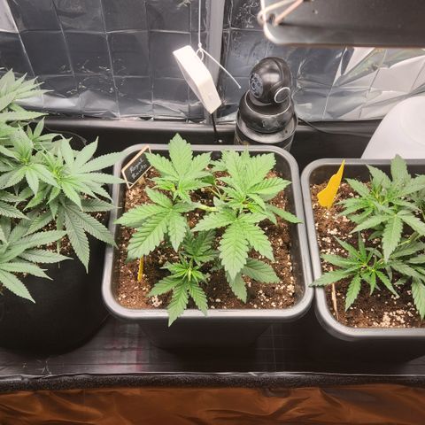 Cookie Gelato AUTO growlog timeline photo