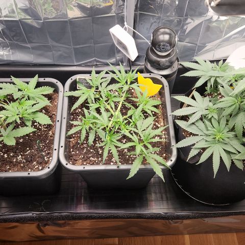 Royal Runtz AUTO growlog timeline photo
