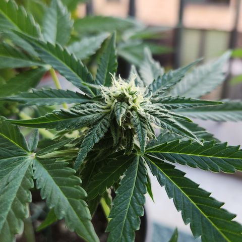 Mystery 1 growlog timeline photo