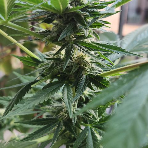 Mystery 1 growlog timeline photo