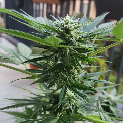 Mystery 1 growlog timeline photo