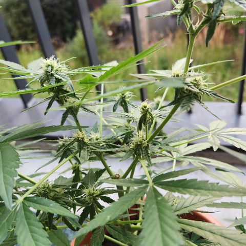 Mystery 2 growlog timeline photo