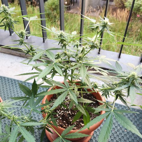 Mystery 2 growlog timeline photo