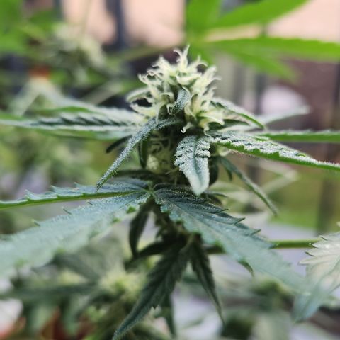 Mystery 2 growlog timeline photo