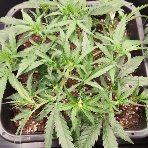 Cookie Gelato AUTO growlog timeline photo