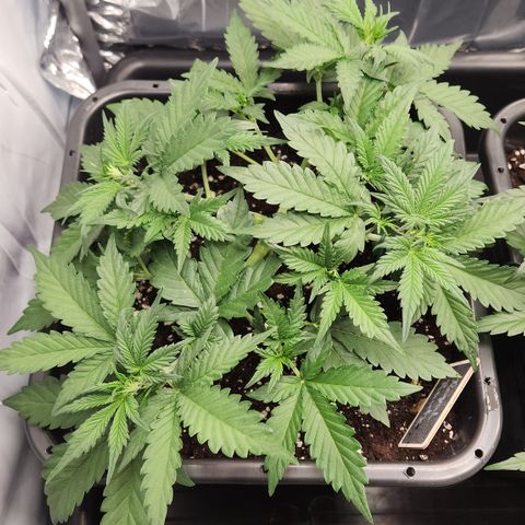 Royal Runtz AUTO growlog timeline photo