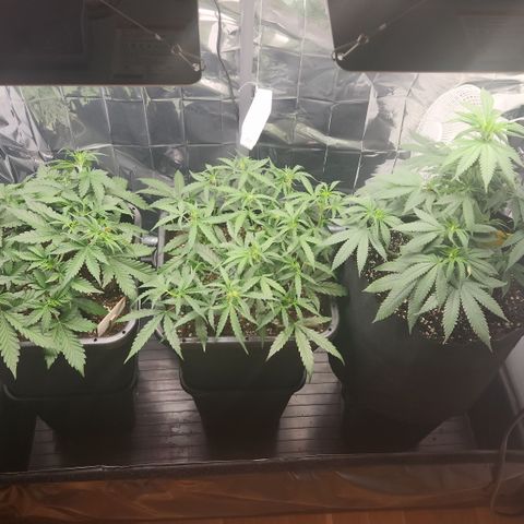 Royal Runtz AUTO growlog timeline photo