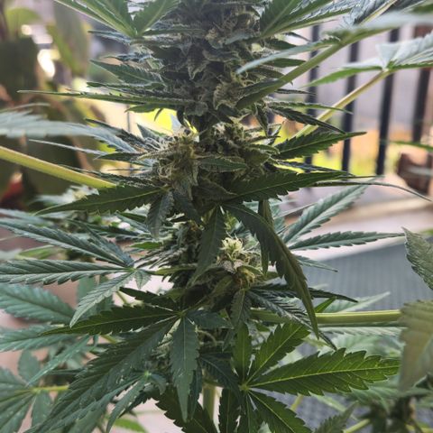Mystery 1 growlog timeline photo