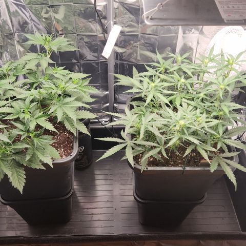 Cookie Gelato AUTO growlog timeline photo