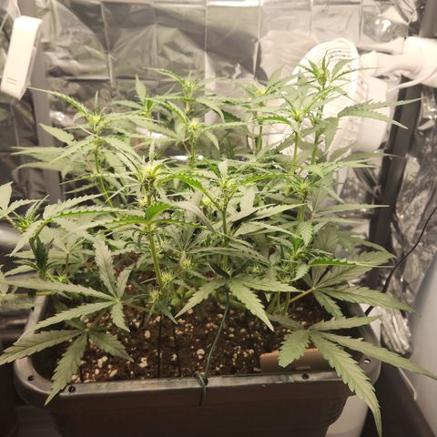 Cookie Gelato AUTO growlog timeline photo