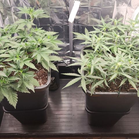 Royal Runtz AUTO growlog timeline photo