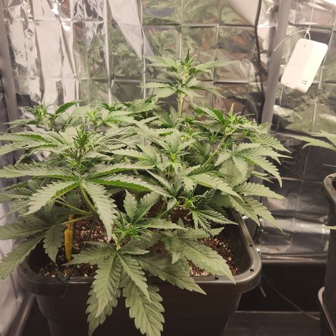 Royal Runtz AUTO growlog timeline photo