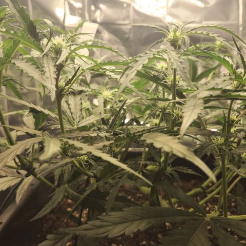 Cookie Gelato AUTO growlog timeline photo