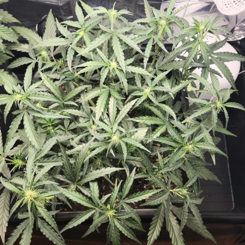 Cookie Gelato AUTO growlog timeline photo