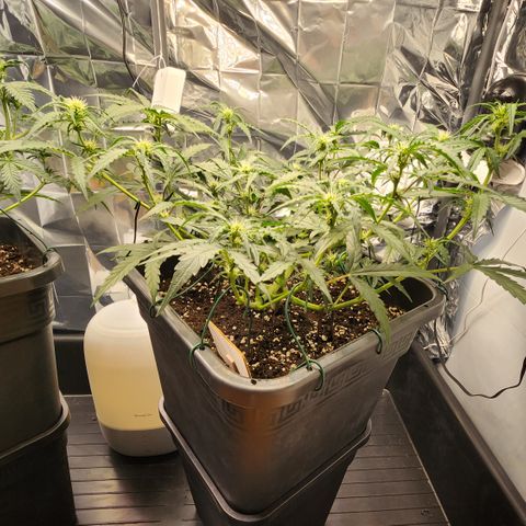 Cookie Gelato AUTO growlog timeline photo