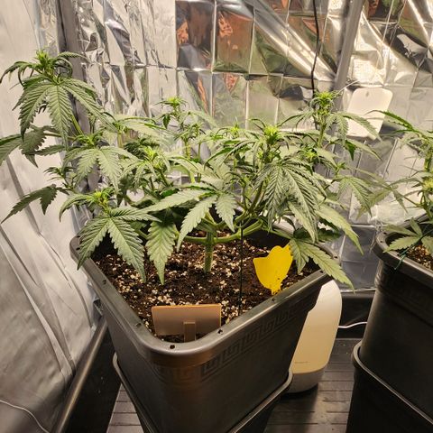 Royal Runtz AUTO growlog timeline photo