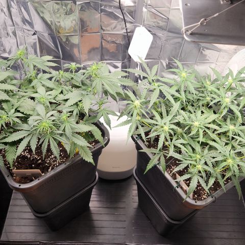 Royal Runtz AUTO growlog timeline photo