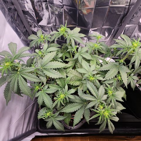 Royal Runtz AUTO growlog timeline photo