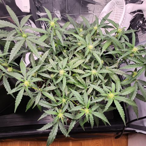 Cookie Gelato AUTO growlog timeline photo
