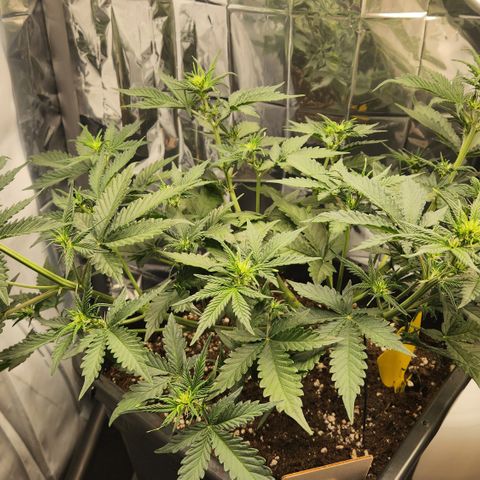 Royal Runtz AUTO growlog timeline photo