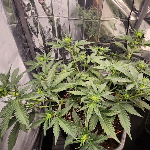 Royal Runtz AUTO growlog timeline photo