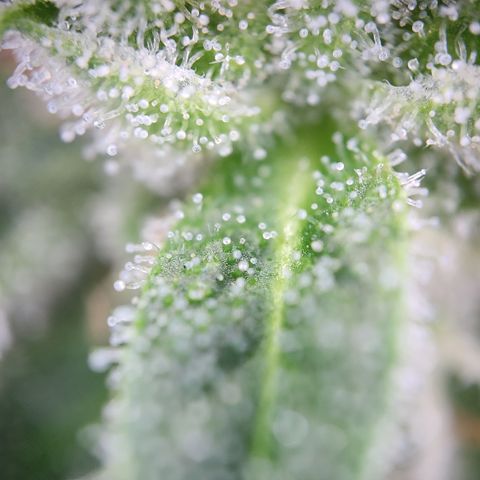 Mystery 1 growlog timeline photo