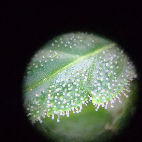 Mystery 1 growlog timeline photo