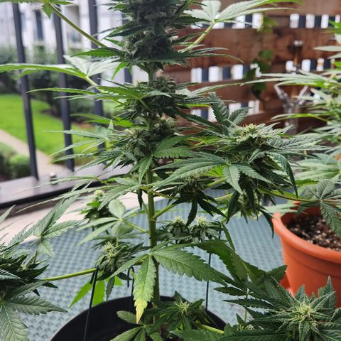 Mystery 1 growlog timeline photo