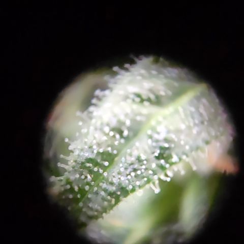 Mystery 1 growlog timeline photo