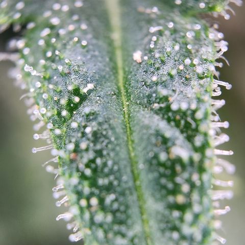 Mystery 1 growlog timeline photo