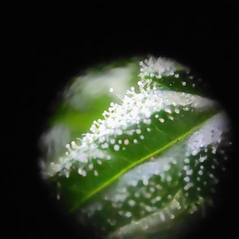 Mystery 1 growlog timeline photo