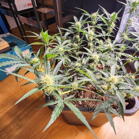 Cookie Gelato AUTO growlog timeline photo