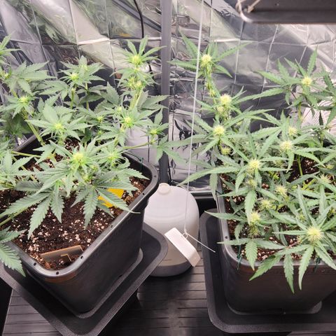 Cookie Gelato AUTO growlog timeline photo