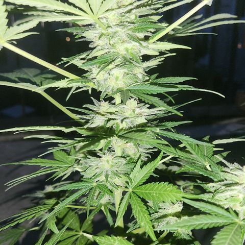 Mystery 1 growlog timeline photo