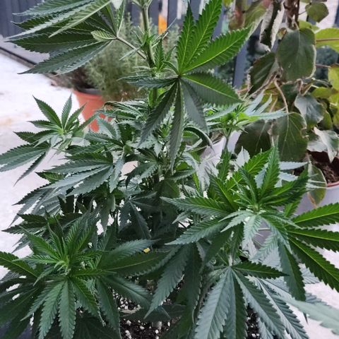 Cookie Kush XXL growlog timeline photo