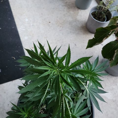 Cookie Kush XXL growlog timeline photo