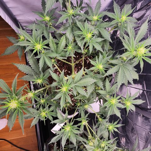 Royal Runtz AUTO growlog timeline photo