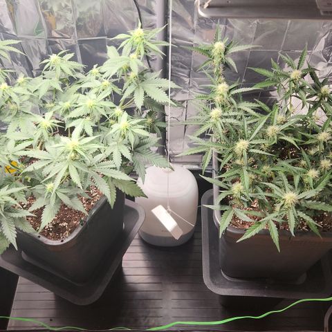 Royal Runtz AUTO growlog timeline photo
