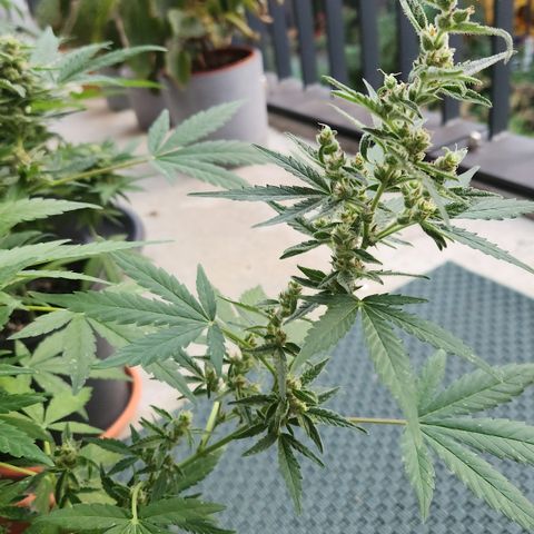 Mystery 2 growlog timeline photo